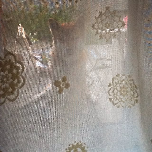 kotaさんの実例写真