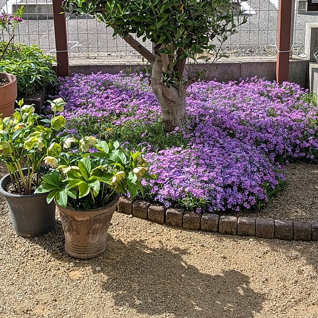 naoさんの実例写真