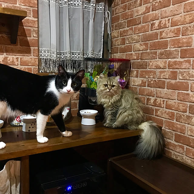 butachanさんの実例写真