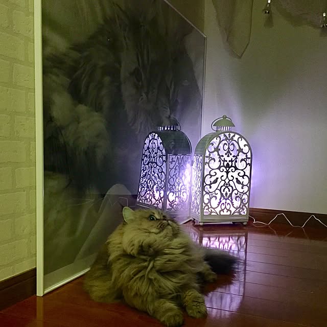butachanさんの実例写真