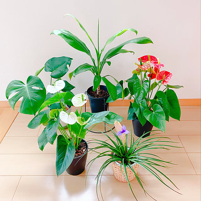 Plumeriaさんの実例写真