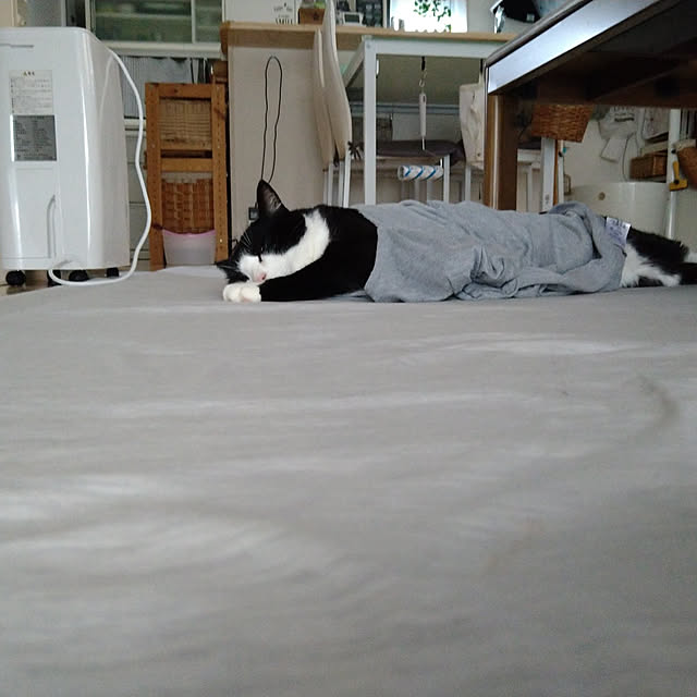 koromaroさんの実例写真