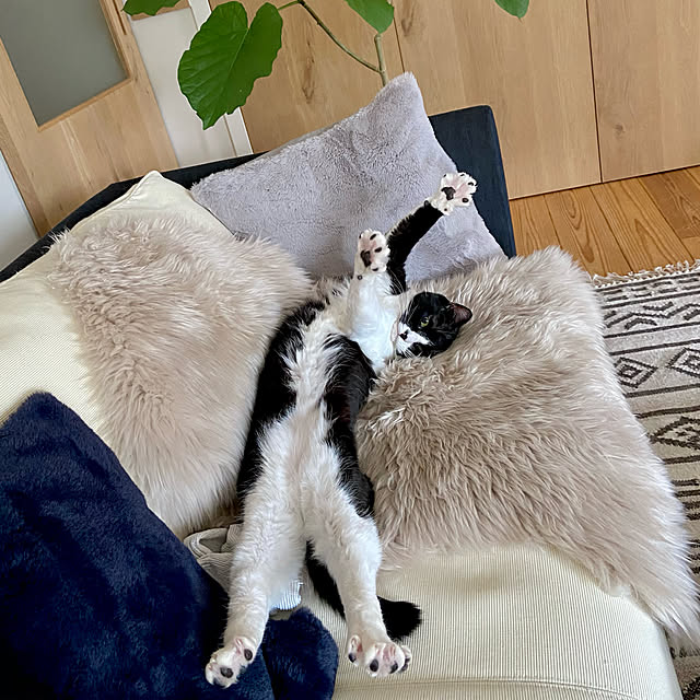 pooさんの実例写真