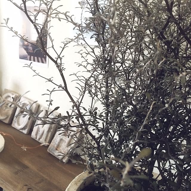 miiさんの実例写真
