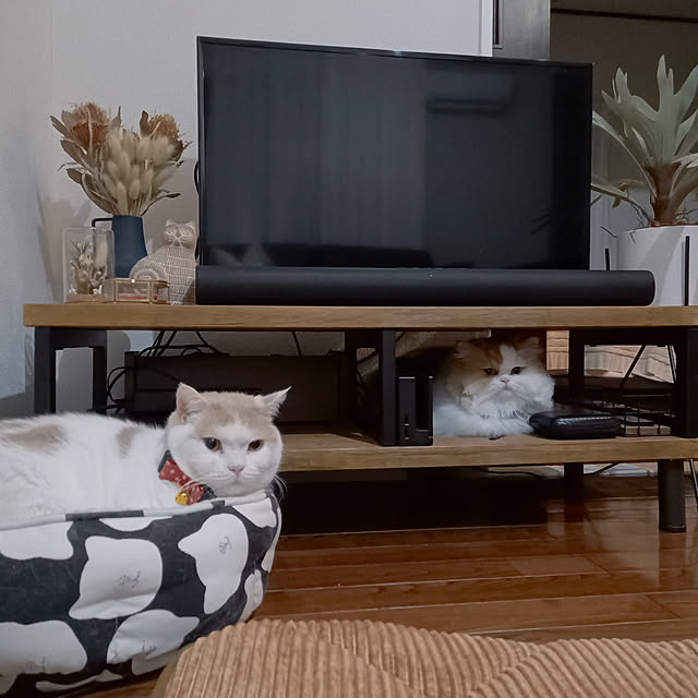 amutantanさんの実例写真