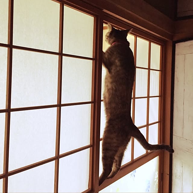 ema_panさんの実例写真