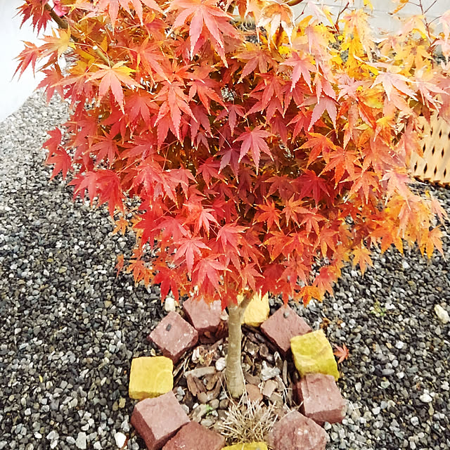 kohajunさんの実例写真