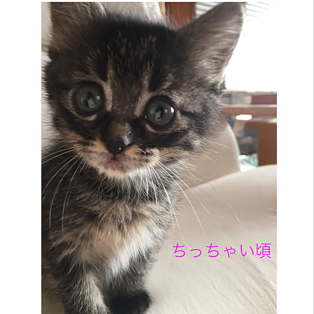 momocchiさんの実例写真