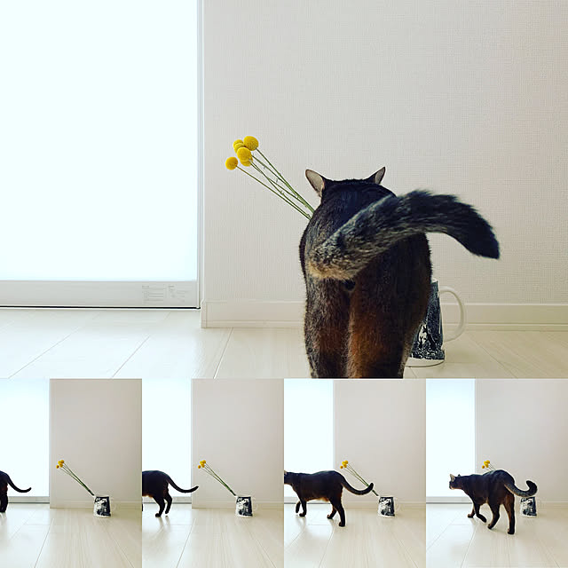 michunekoさんの実例写真