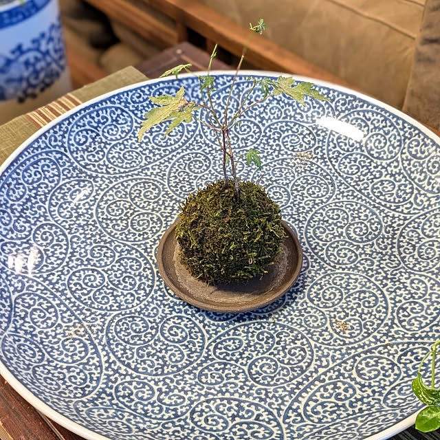 棚/観葉植物/植物/ナチュラル/こけ玉のインテリア実例 - 2024-08-21 18:29:52