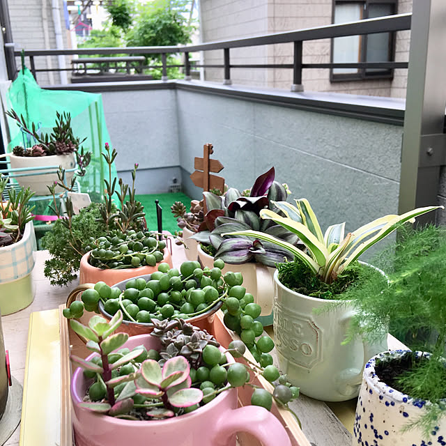 puriyuzuさんの実例写真