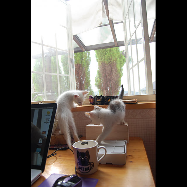 kikufujiさんの実例写真