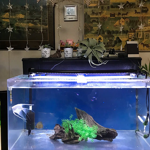 水槽/多肉植物/フェイクグリーン/リビングのインテリア実例 - 2019-04-04 21:12:19
