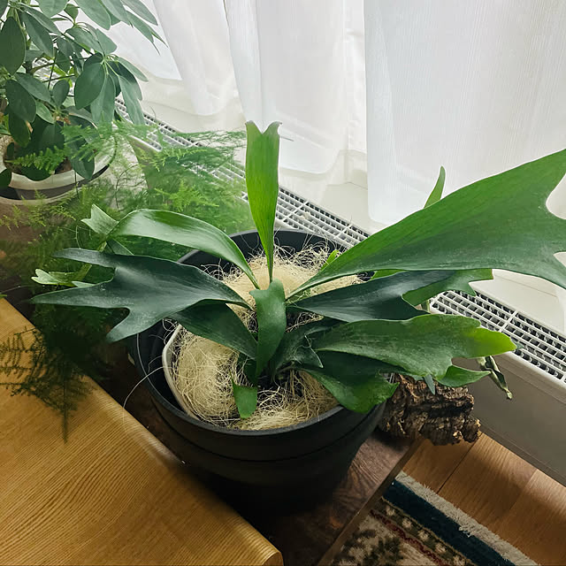 shin-chaa-mamaさんの実例写真