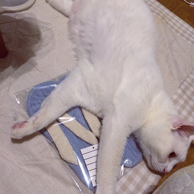 inoさんの実例写真