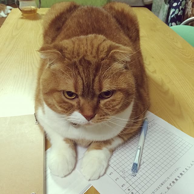 pikkariさんの実例写真