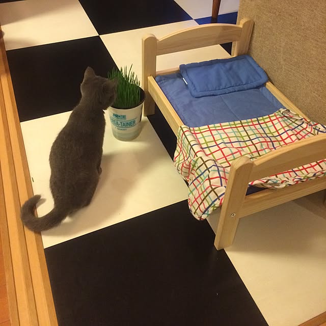 Shojiさんの実例写真