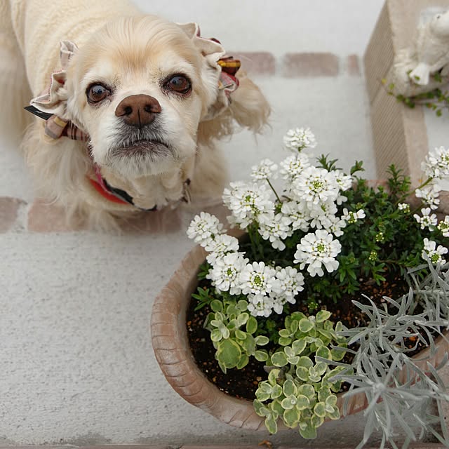 玄関/入り口/花のある暮らし/寄せ植え/ガーデニング初心者/犬と暮らす...などのインテリア実例 - 2017-03-26 23:49:28