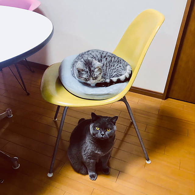 Shojiさんの実例写真