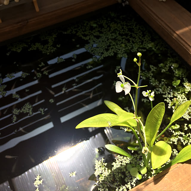 kyoko1124koさんの実例写真