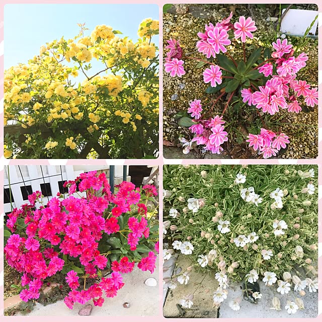 HappyRoseさんの実例写真