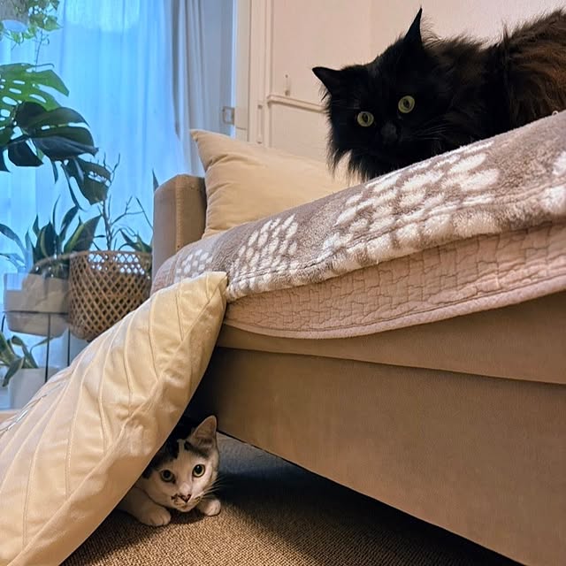 kumiさんの実例写真