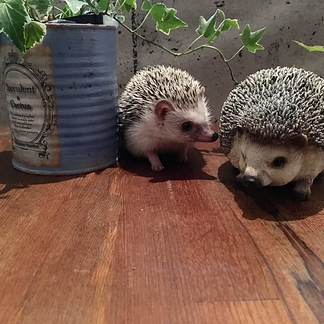 saokoさんの実例写真