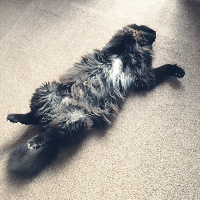 coroさんの実例写真