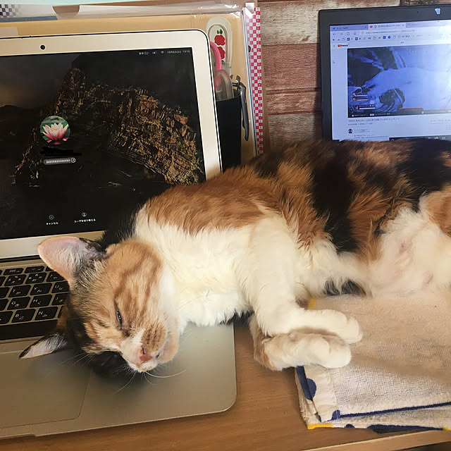 satotoさんの実例写真