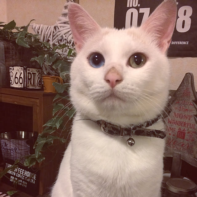 chocolatさんの実例写真