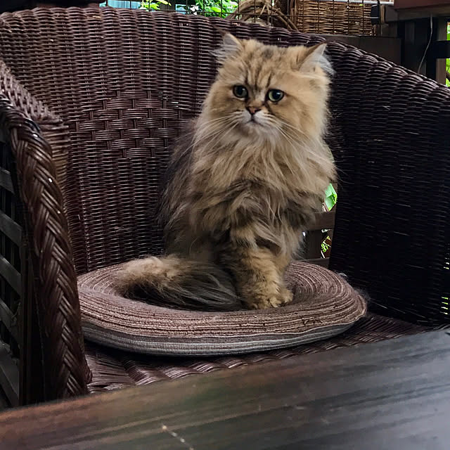 butachanさんの実例写真