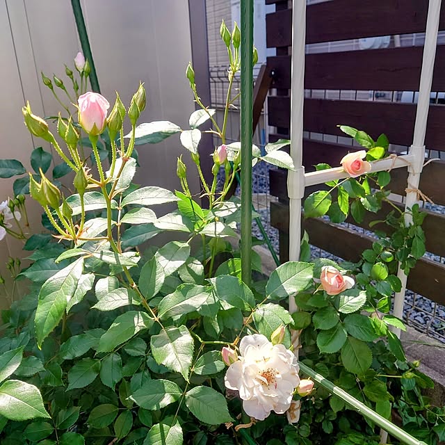 ponchanさんの部屋