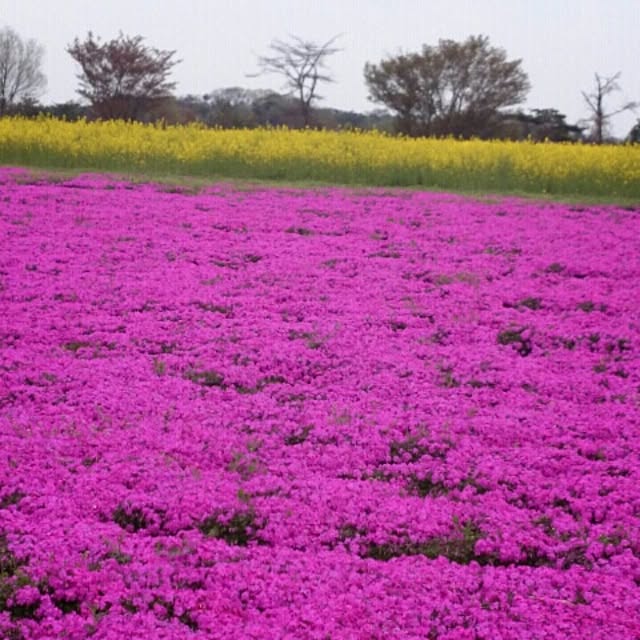 fu-sanさんの実例写真