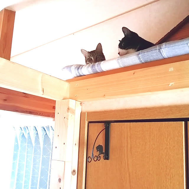 ベッド周り/夏の模様替え/ねこのいる日常/ねこのいる空間のインテリア実例 - 2020-07-17 00:27:28