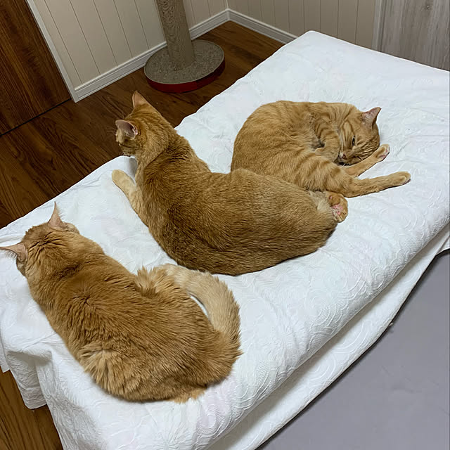 mikeume7さんの実例写真