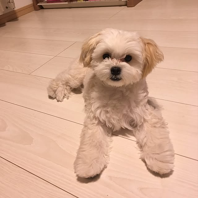 maru-cheeさんの実例写真