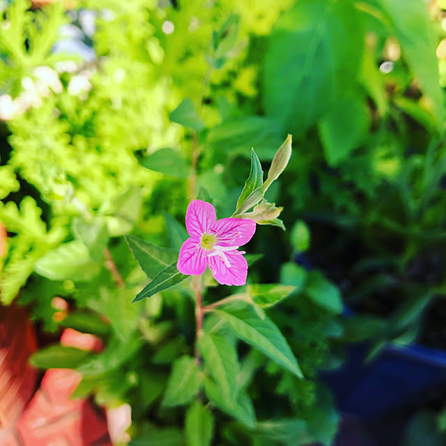 beautifulflowerさんの実例写真