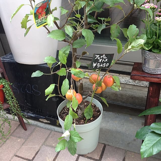akaringoさんの実例写真