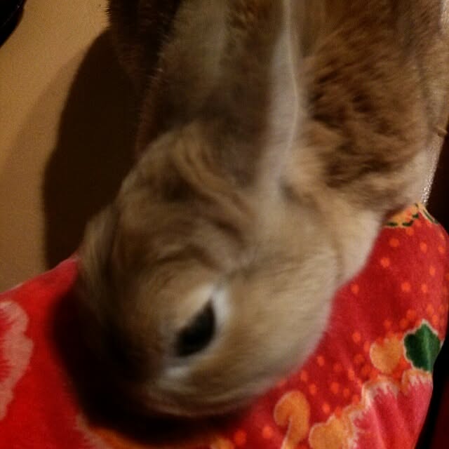 acaさんの実例写真
