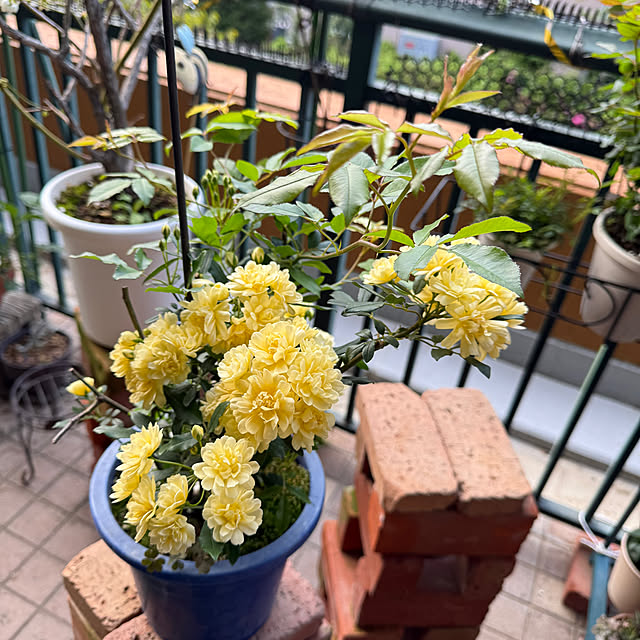 Aqettyさんの部屋