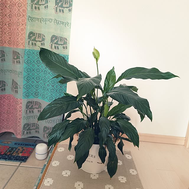 KOHAKUさんの部屋