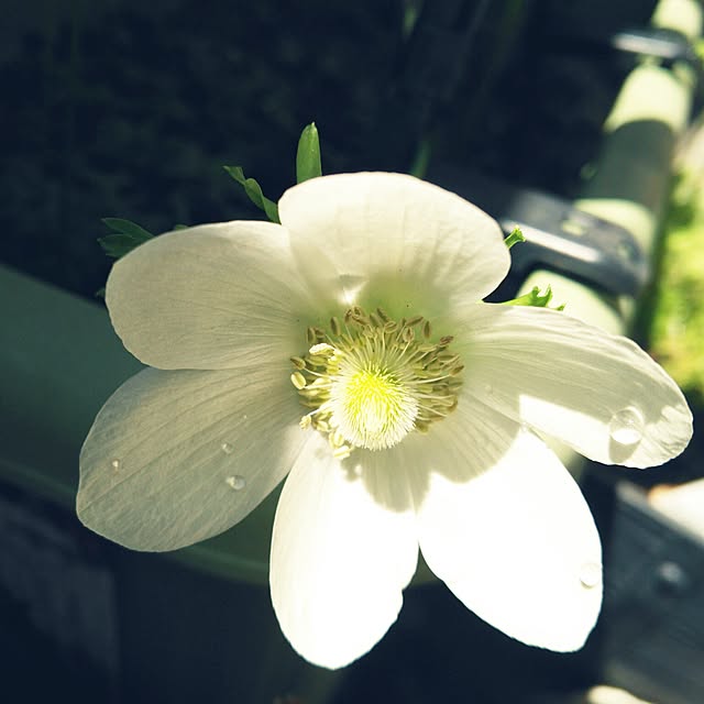 sunflowerさんの実例写真