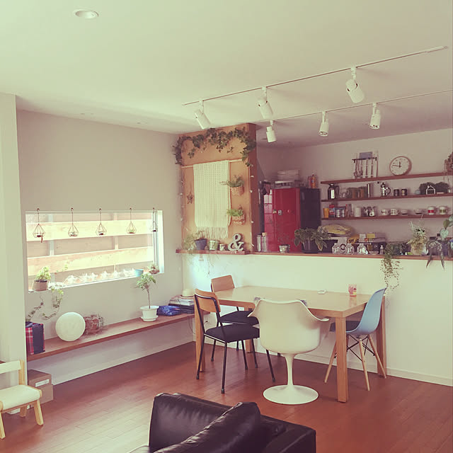 salut!/ダイソー/観葉植物/多肉植物/部屋全体...などのインテリア実例 - 2019-12-30 07:41:57