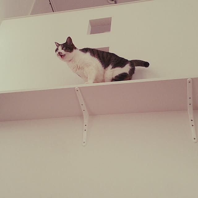 arutotoさんの実例写真