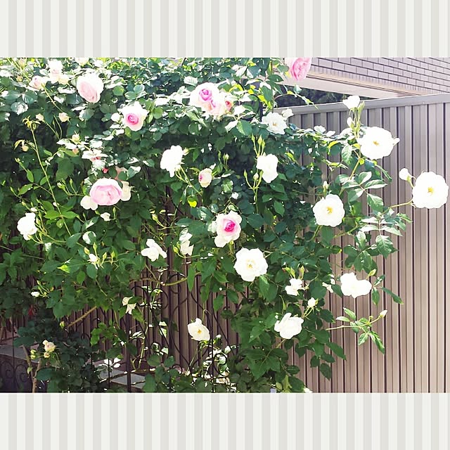 cheeさんの実例写真