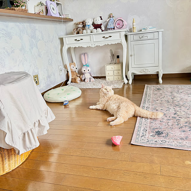 壁/天井/癒し/ねこのいる日常/ねこと暮らす/いつもありがとう♡♡...などのインテリア実例 - 2025-06-07 09:47:43