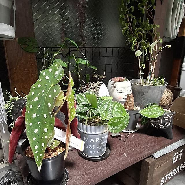 noaさんの実例写真