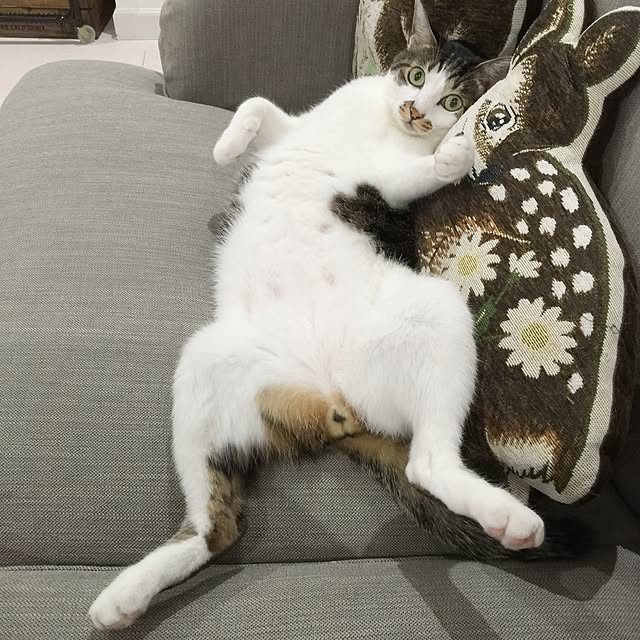 yuchiさんの実例写真