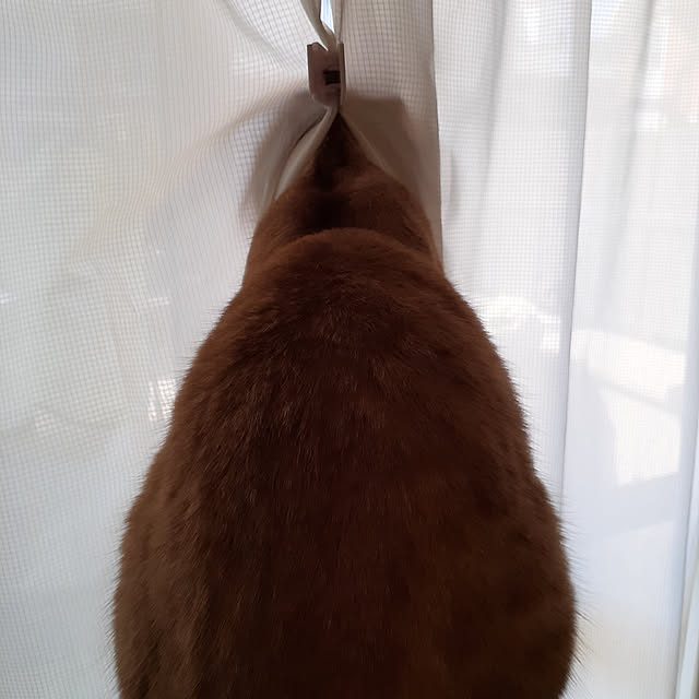 mayさんの実例写真