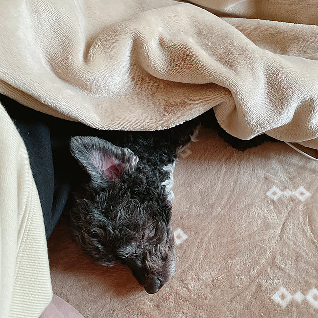 Chipさんの実例写真